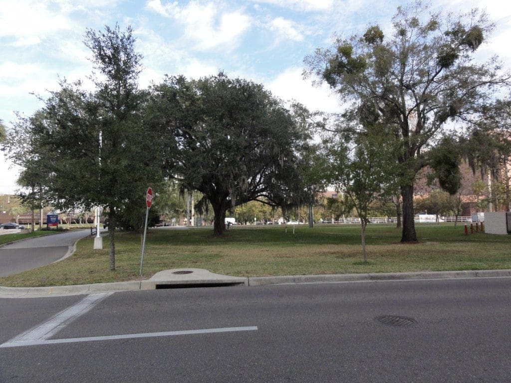 Area 7A. - Oak Trees to be Removed (Medium)